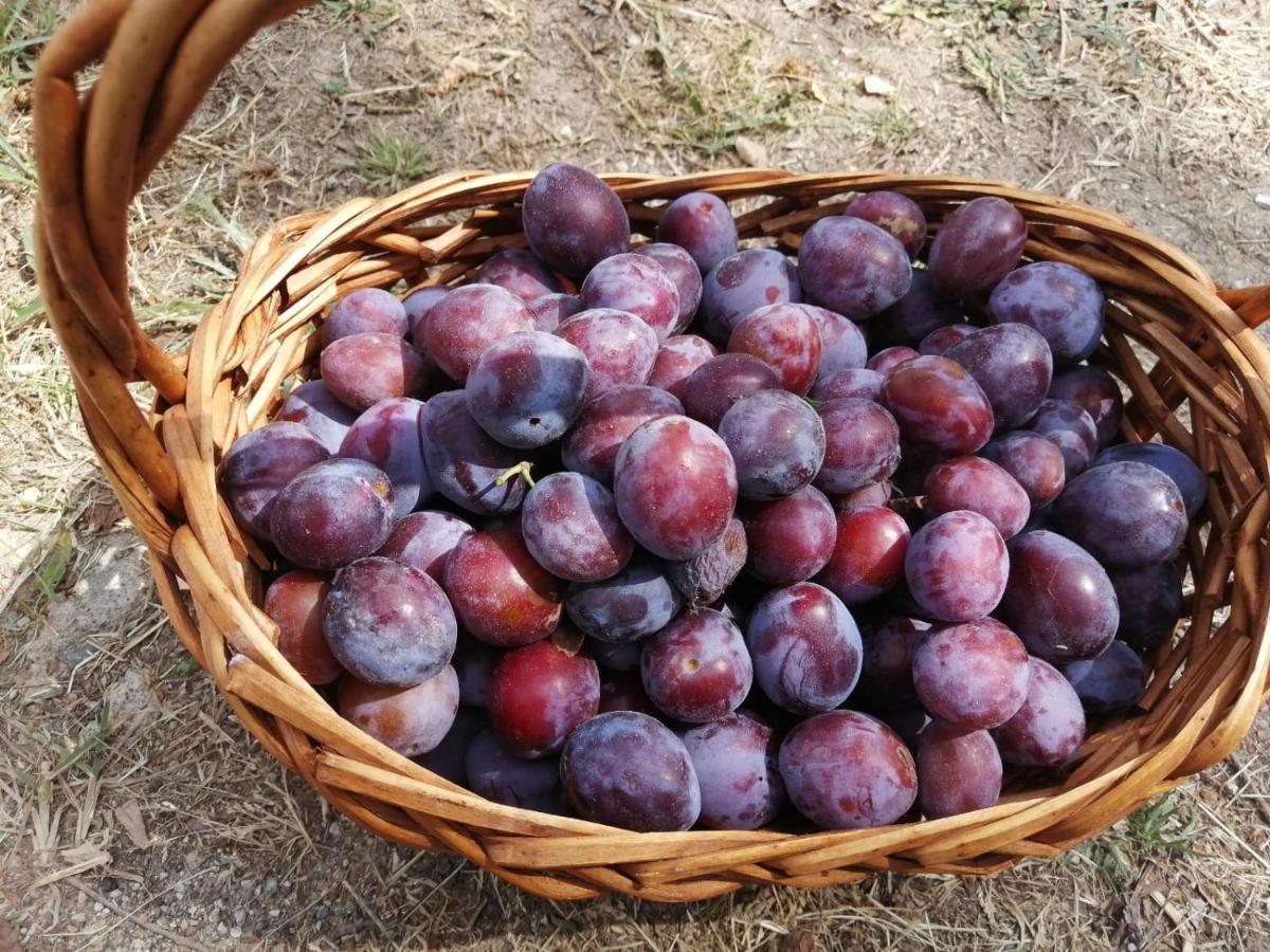 Masseria Le Querciole 파우글리아 외부 사진